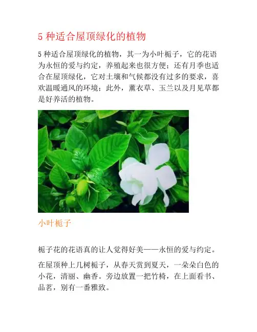 5种适合屋顶绿化的植物
