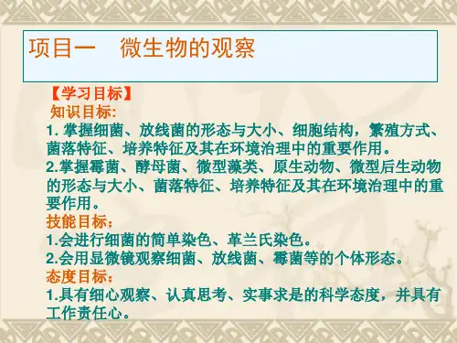 微生物的观察