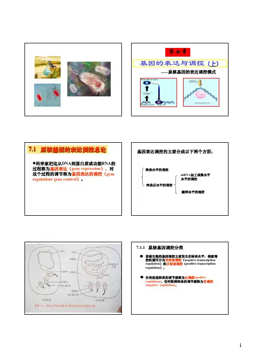 基因的表达与调控