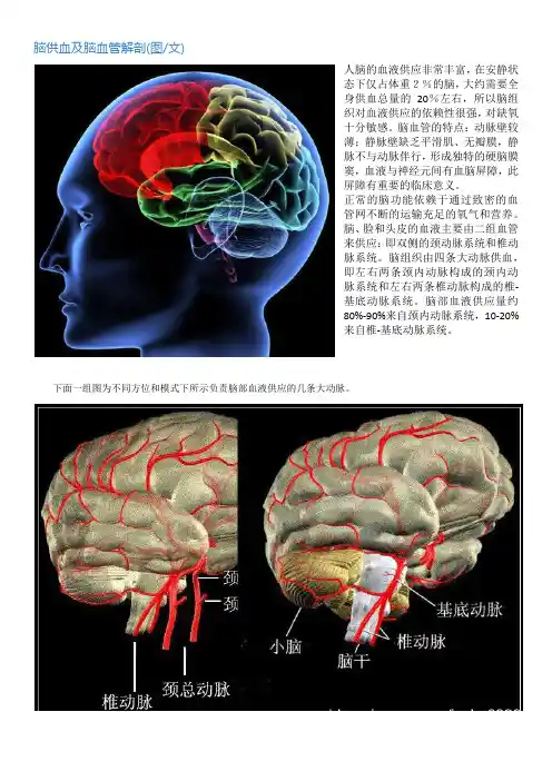 脑供血及脑血管解剖(图文)