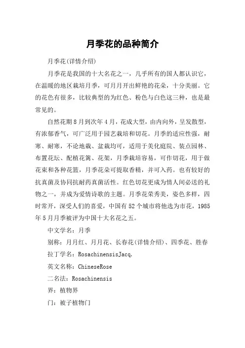 月季花的品种简介