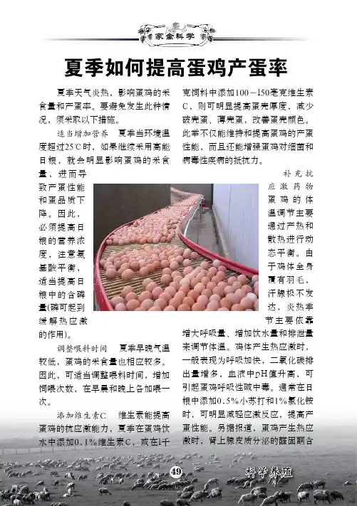 夏季如何提高蛋鸡产蛋率