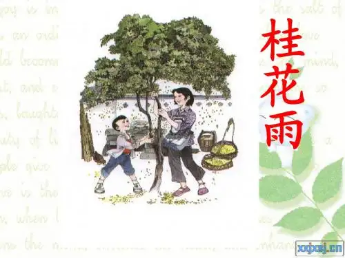 桂花雨