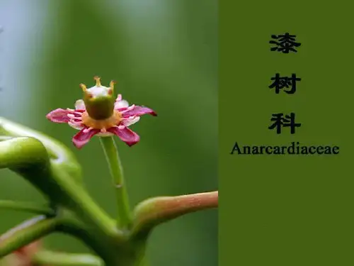 15-漆树科、槭树科