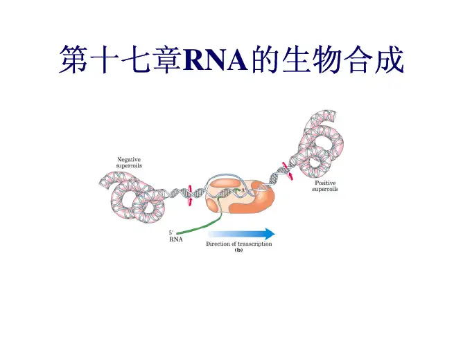 第17章rna的合成