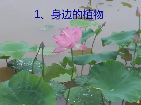 【冀教版】--科学一年级上册第4课《身边的植物》课件
