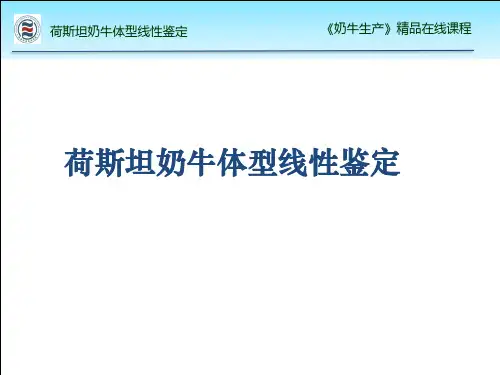 荷斯坦奶牛体型线性鉴定