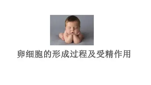 人教版高中生物必修二2-1卵细胞的形成及受精作用