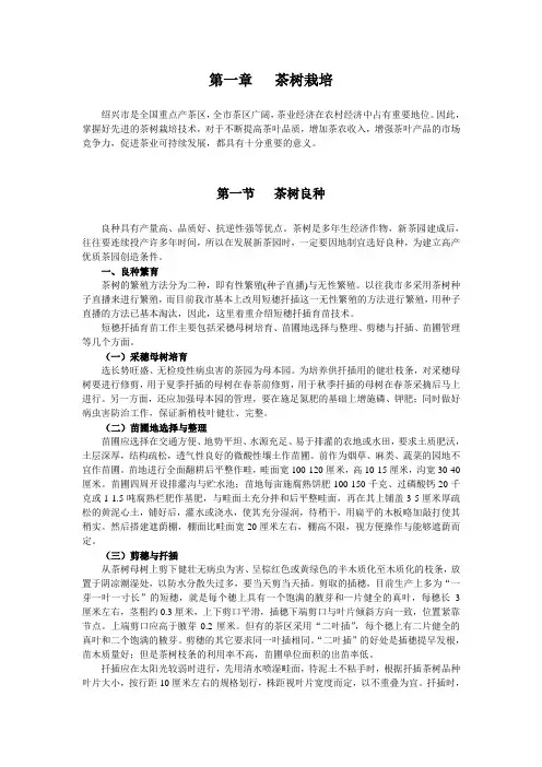 茶树栽培