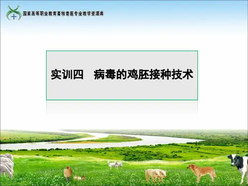 实训四病毒的鸡胚接种技术.ppt