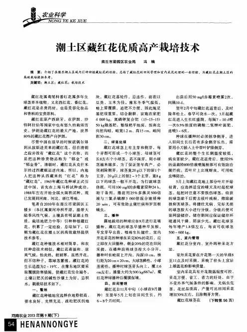 潮土区藏红花优质高产栽培技术