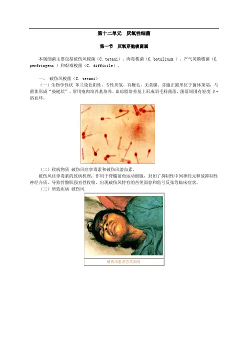 厌氧性细菌