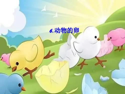 四年级下册科学课件动物的卵教科版(共43张PPT)