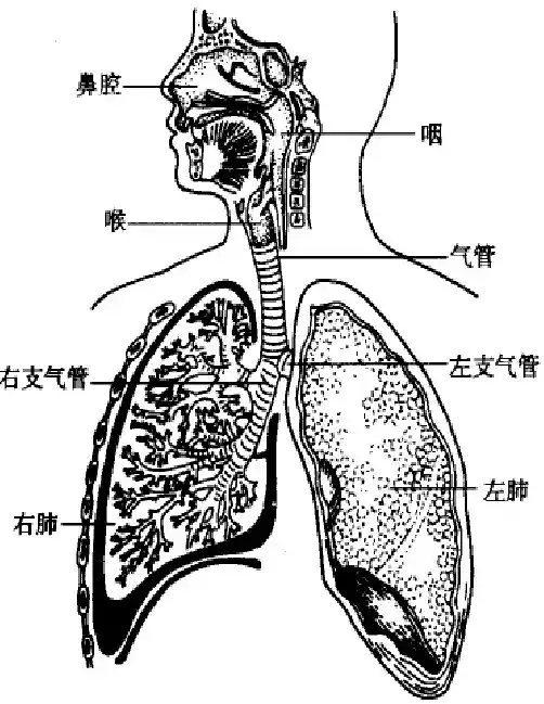 4呼吸作用