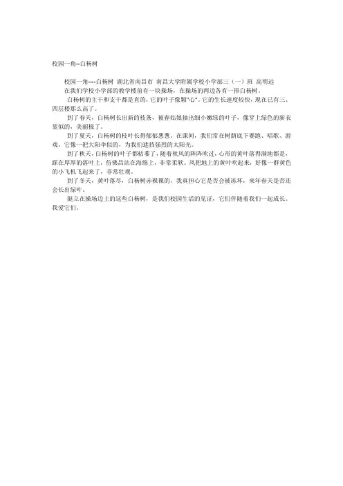 校园一角--白杨树