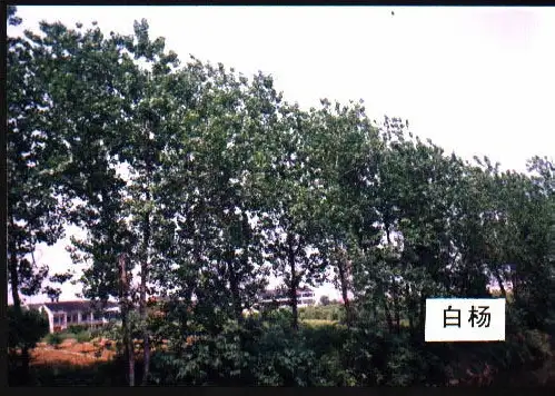 园林景观设计各科目植物全集