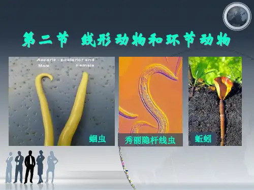 人教版八年级生物上册第一章第二节线形动物和环节动物