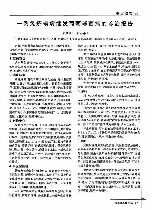 一例兔疥螨病继发葡萄球菌病的诊治报告