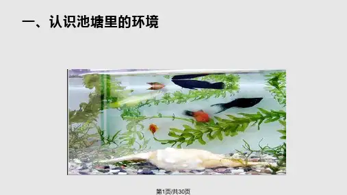 6.做一个生态瓶PPT课件