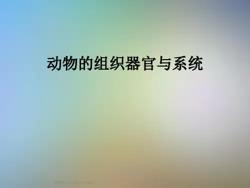 动物的组织器官与系统