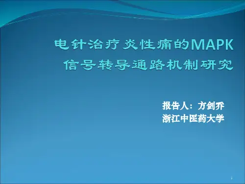 MAPK演讲ppt