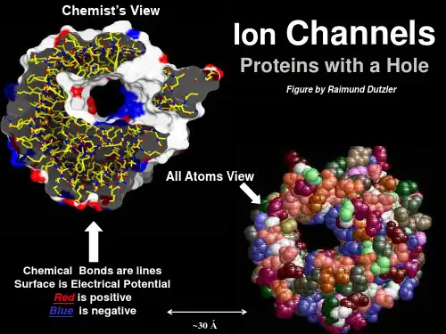 IonChannels-Ricam:离子通道的ricam