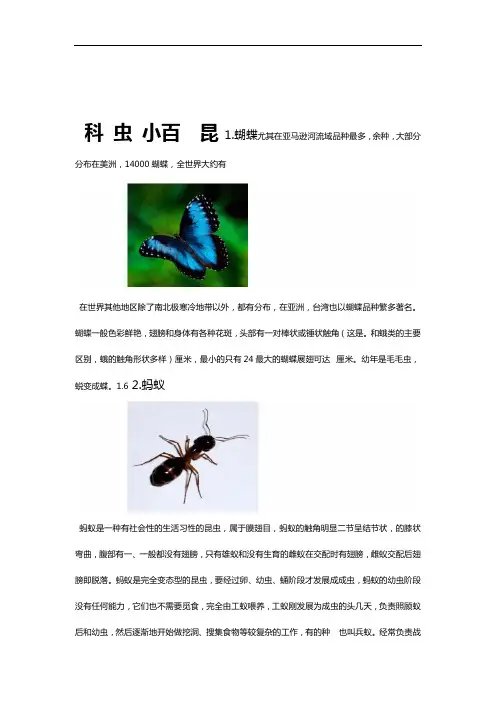 完整版昆虫名字图片