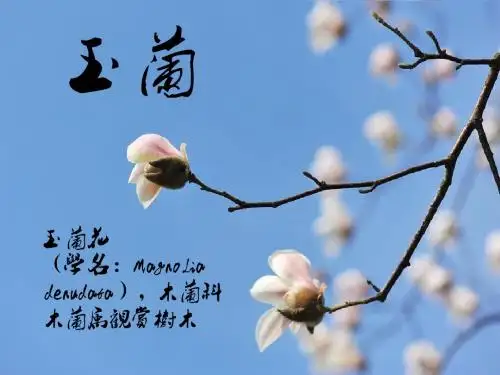 玉兰