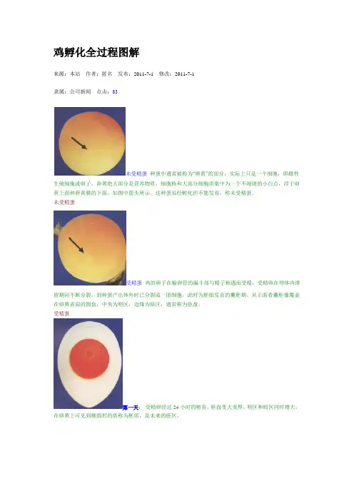 鸡孵化全过程图解