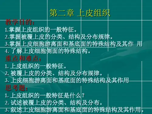 组织学与胚胎学第二章上皮组织