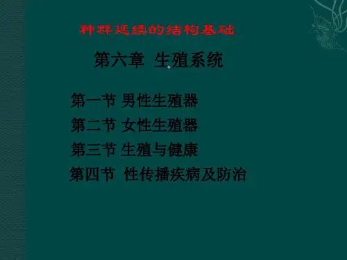 人体构造06-生殖系统-1