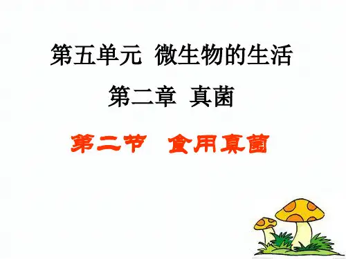 冀教版八上生物 5.2.2食用真菌 课件   (共20张PPT)