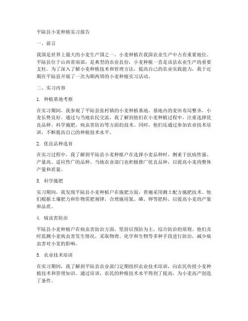 平陆县小麦种植实习报告