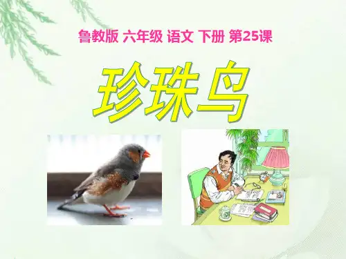 《珍珠鸟》PPT课件十二