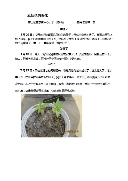 凤仙花的变化(观察日记)