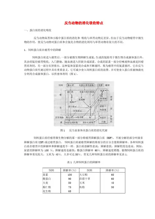 反刍动物的消化吸收特点