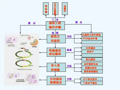 基因工程流程图