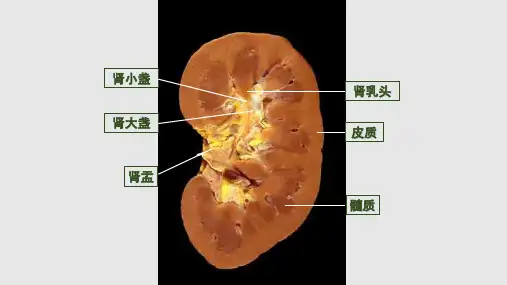 泌尿系统疾病1