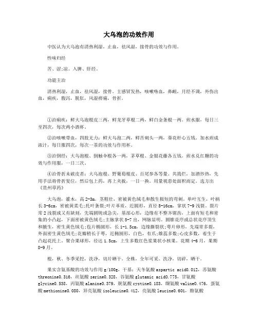 大乌泡的功效作用