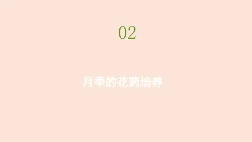 2021高中生物人教版选修一课件:专题三 课题2 月季的花药培养