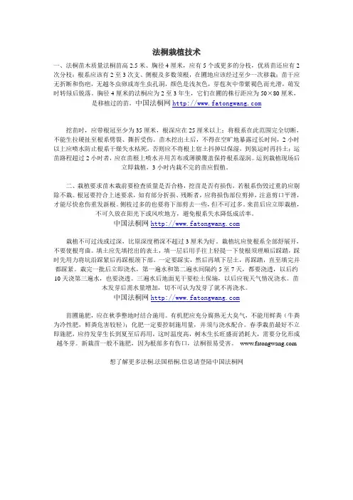 法桐栽植技术