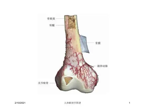 人体解剖学图谱课件