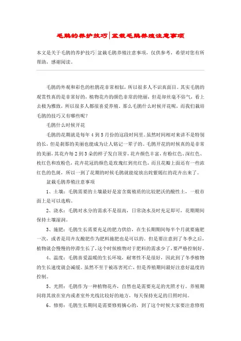 毛鹃的养护技巧-盆栽毛鹃养殖注意事项