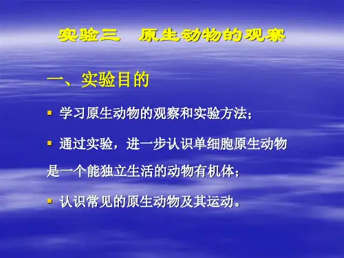 吸管虫滤食单细胞藻类细菌