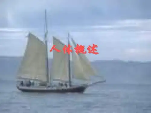 8.3人体概述 课件 (1)