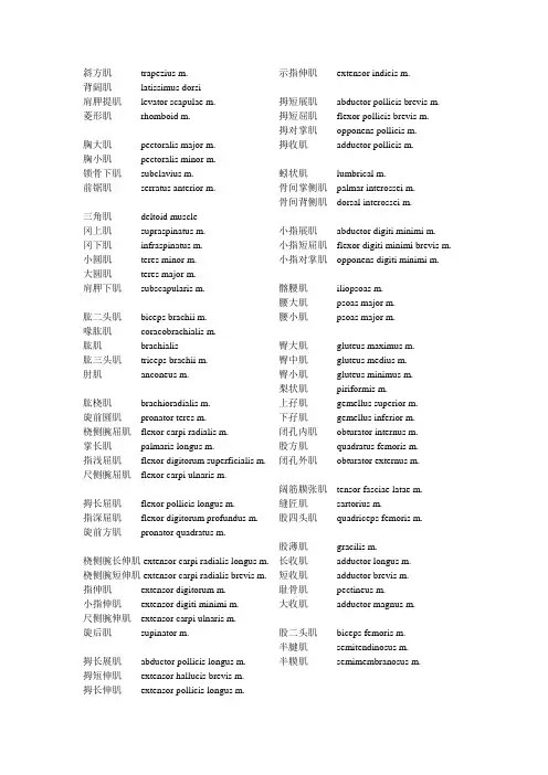 骨科肌肉英语
