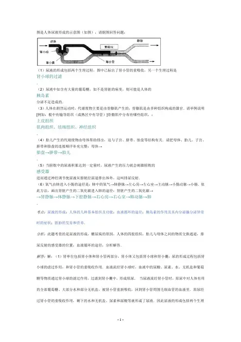 高中生物尿液形成