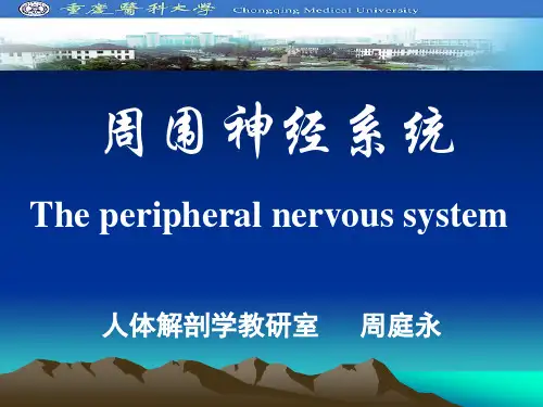 周围神经系统
