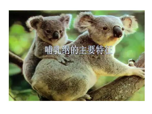 哺乳动物主要特征35页PPT