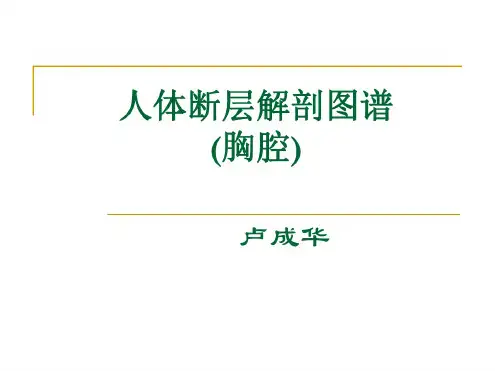 医学影像-人体断层解剖图谱(胸腔)